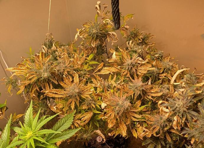 Sugar Black Rose. Week 19