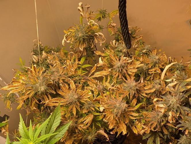 Sugar Black Rose. Week 19