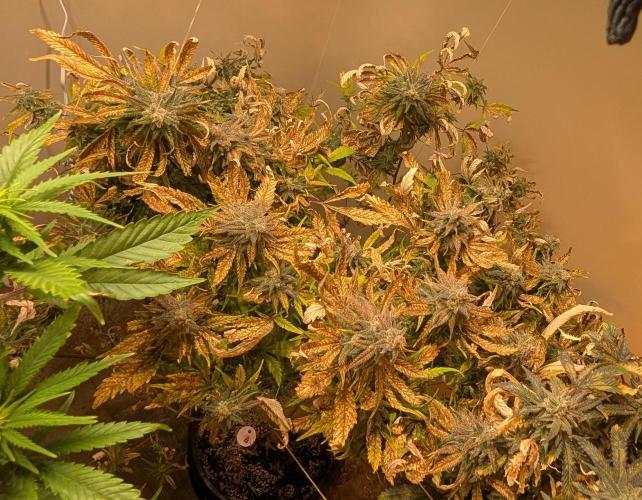 Sugar Black Rose. Week 19