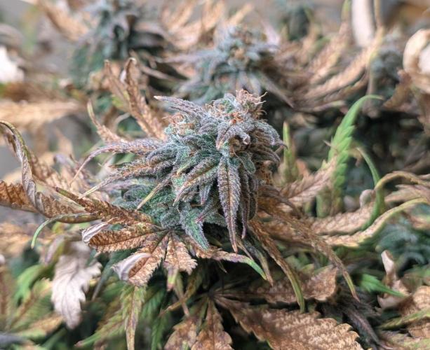 Sugar Black Rose. Week 19