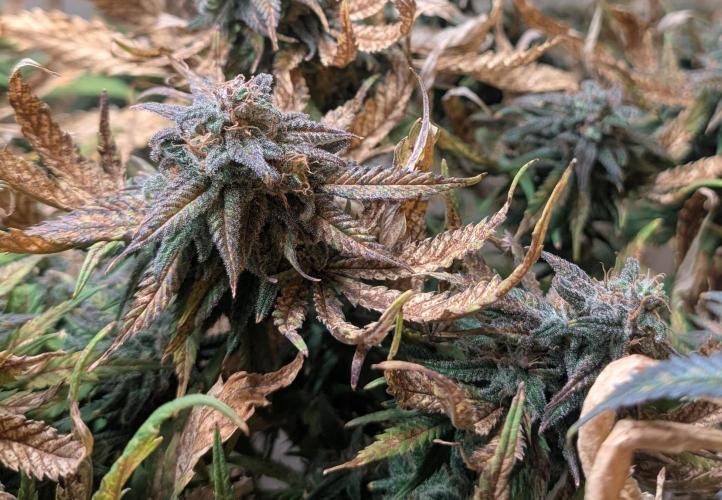 Sugar Black Rose. Week 19