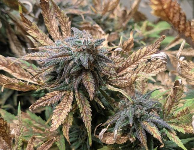 Sugar Black Rose. Week 19