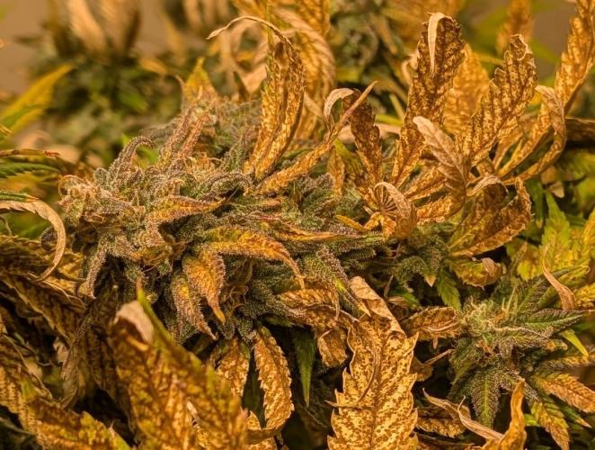 Sugar Black Rose. Week 19