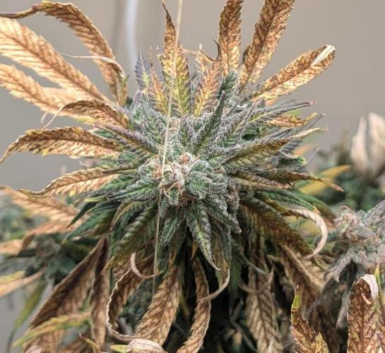 Sugar Black Rose. Week 19