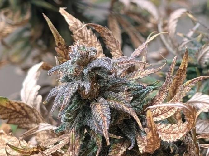 Sugar Black Rose. Week 19