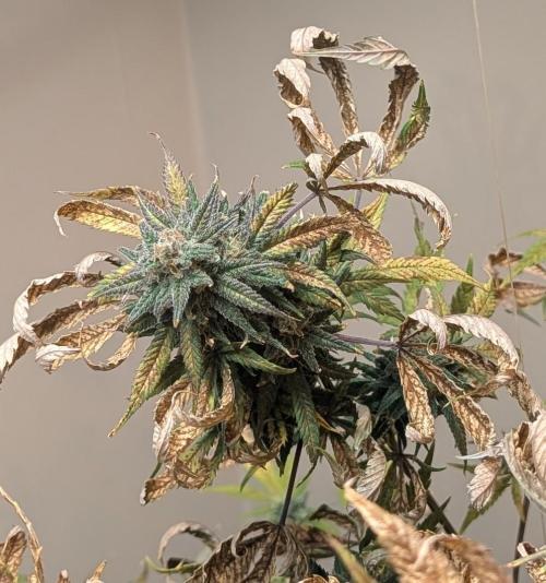 Sugar Black Rose. Week 19