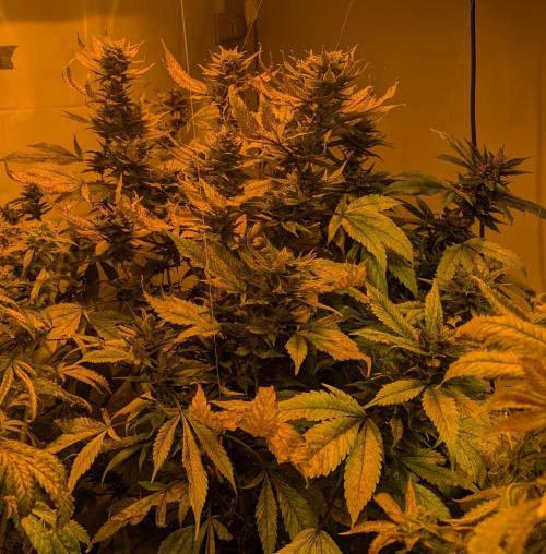 Red Mandarine. Week 19