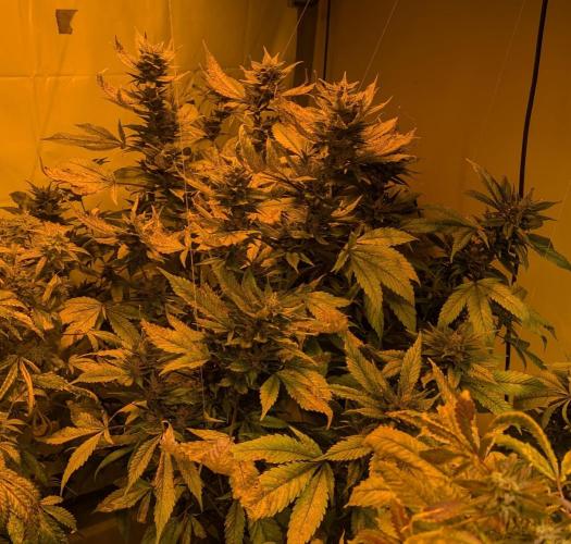 Red Mandarine. Week 19