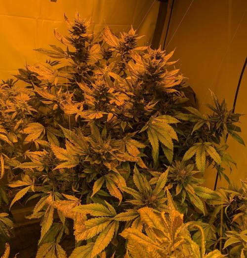 Red Mandarine. Week 19