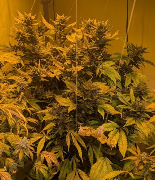 Red Mandarine. Week 19