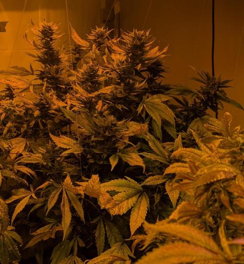 Red Mandarine. Week 19