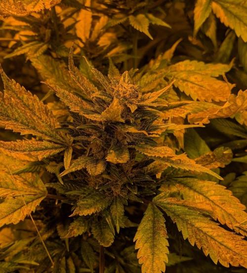 Red Mandarine. Week 19