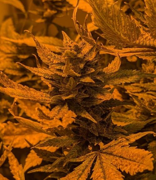 Red Mandarine. Week 19