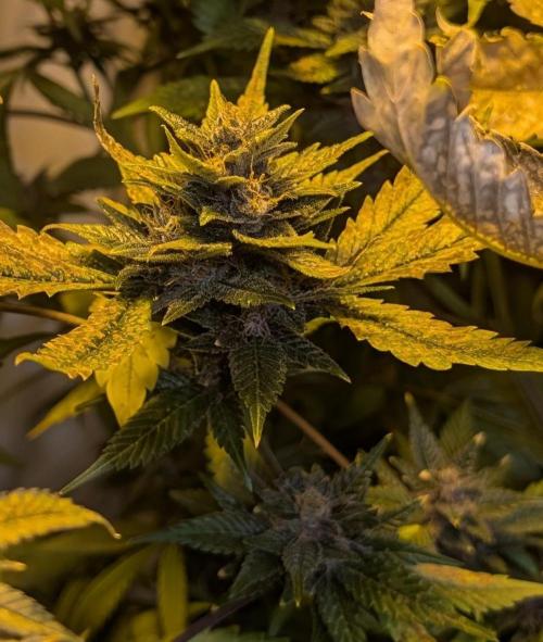 Red Mandarine. Week 19