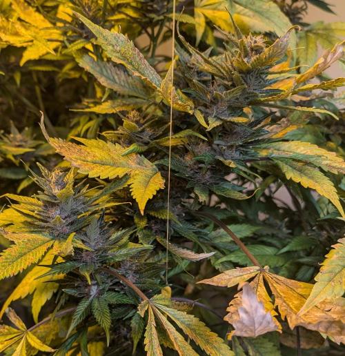 Red Mandarine. Week 19