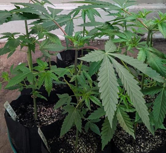 Permanent Marker. Week 7