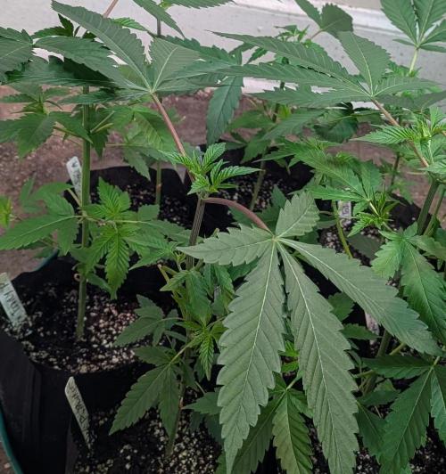 Permanent Marker. Week 7