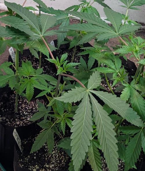 Permanent Marker. Week 7