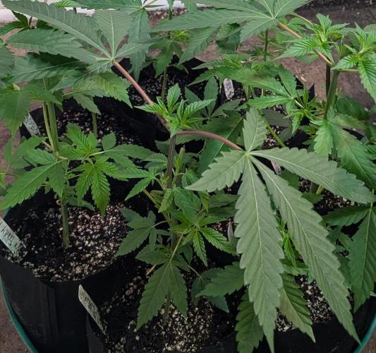 Permanent Marker. Week 7