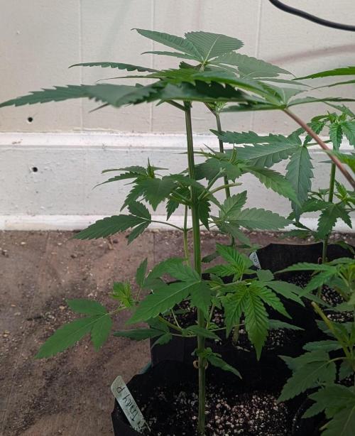 Fruity Pebbles. Week 7