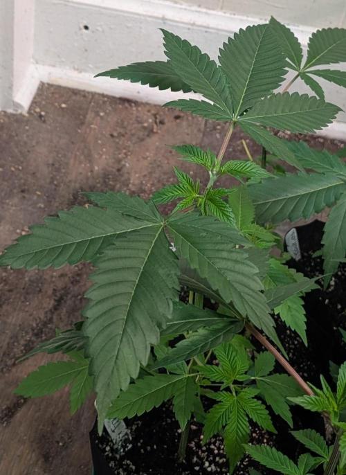 Fruity Pebbles. Week 7