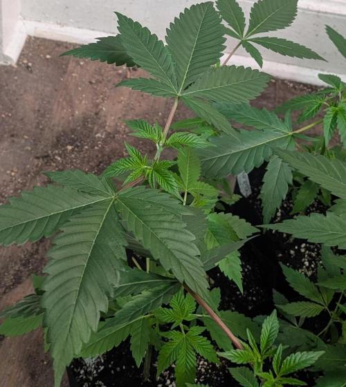 Fruity Pebbles. Week 7