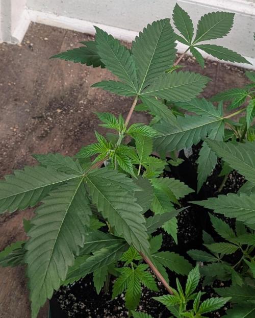 Fruity Pebbles. Week 7