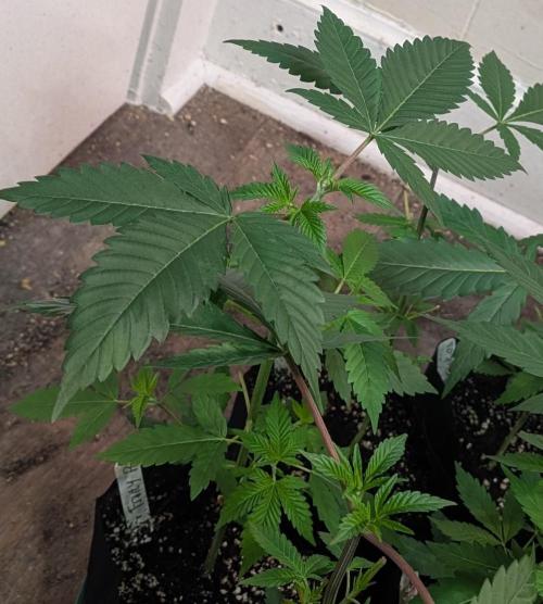 Fruity Pebbles. Week 7