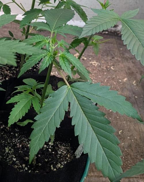 Pellezino Cookies. Week 7