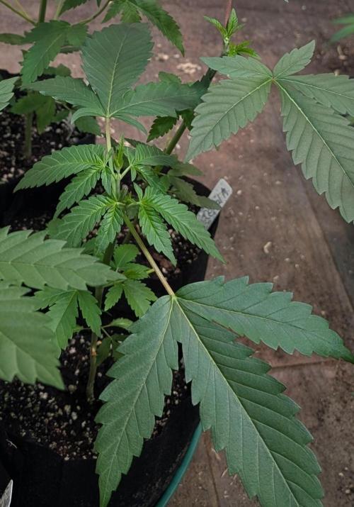 Pellezino Cookies. Week 7