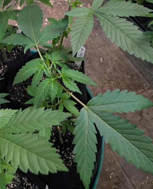 Pellezino Cookies. Week 7