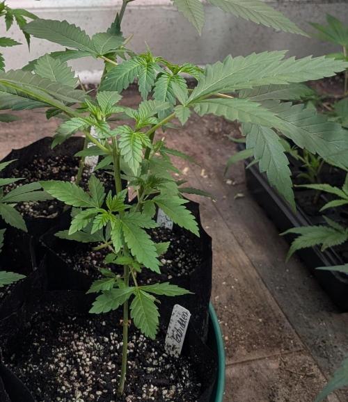 Forbidden Fruit. Week 7