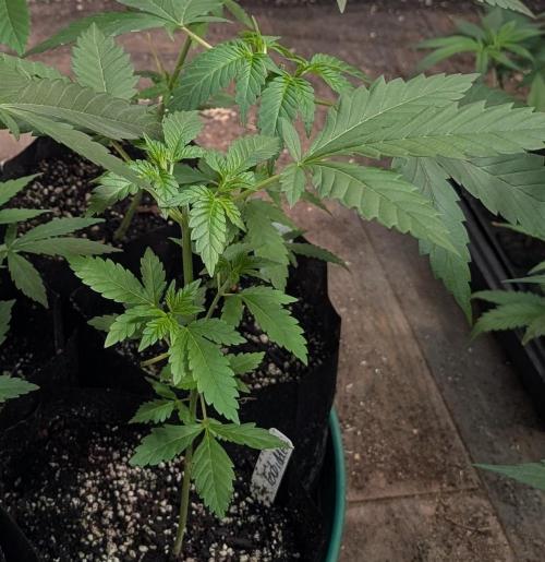 Forbidden Fruit. Week 7