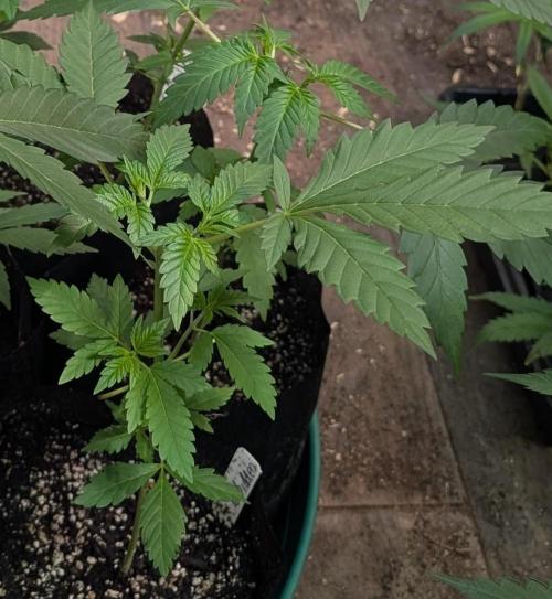 Forbidden Fruit. Week 7