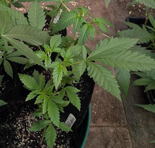 Forbidden Fruit. Week 7