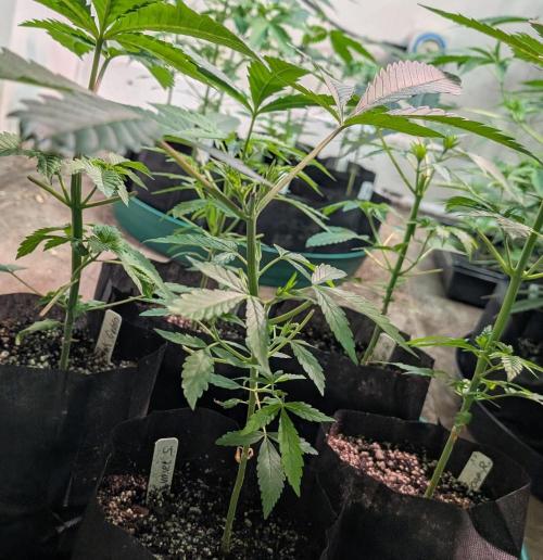 Sunset Sherbet. Week 7