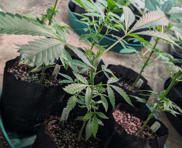 Sunset Sherbet. Week 7