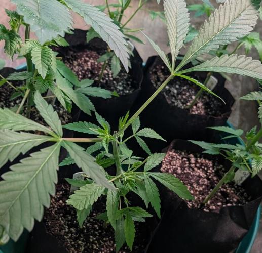 Sunset Sherbet. Week 7