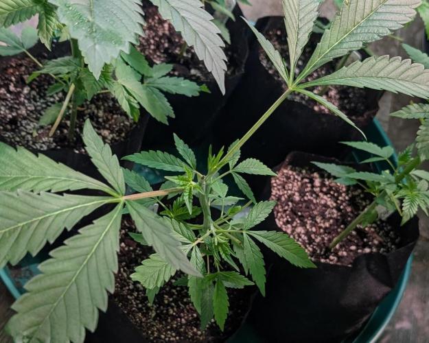 Sunset Sherbet. Week 7