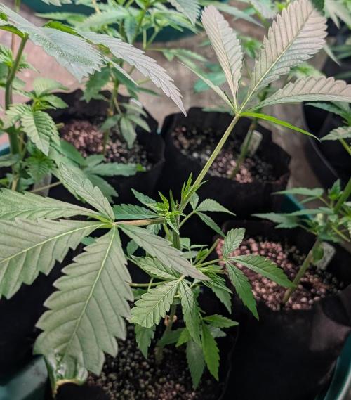 Sunset Sherbet. Week 7