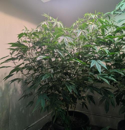 Killer Kush. Week 20