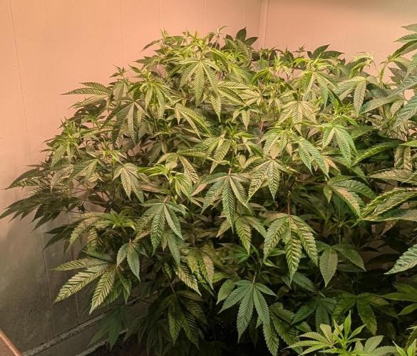 Killer Kush. Week 20