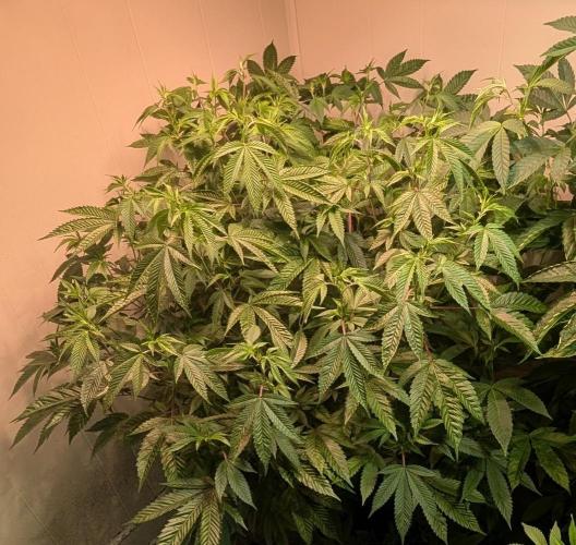 Killer Kush. Week 20