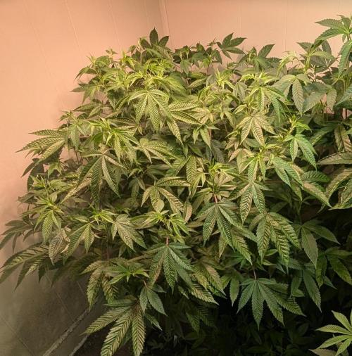 Killer Kush. Week 20