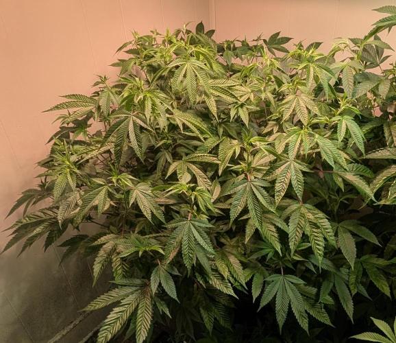 Killer Kush. Week 20