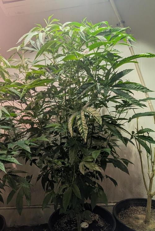 Pure Michigan. Week 20