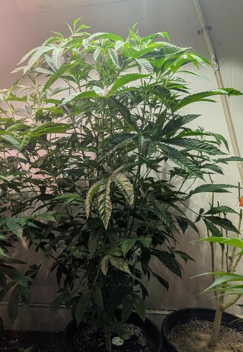 Pure Michigan. Week 20