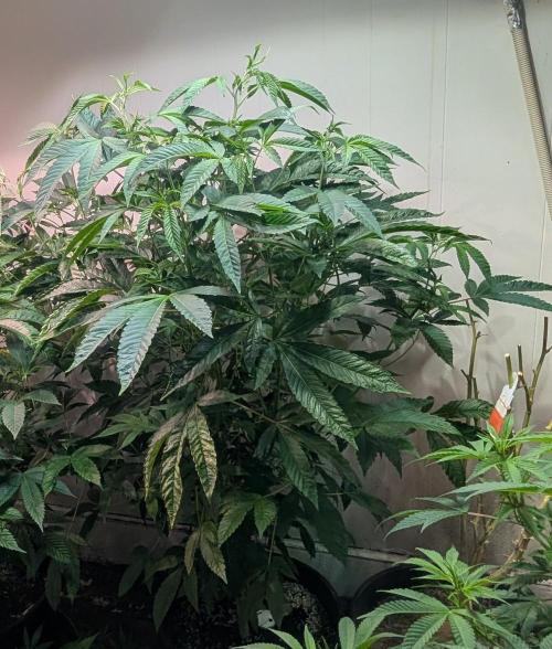 Pure Michigan. Week 20