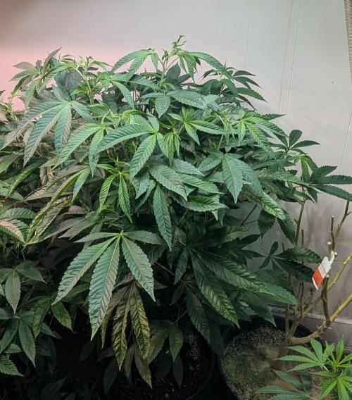 Pure Michigan. Week 20