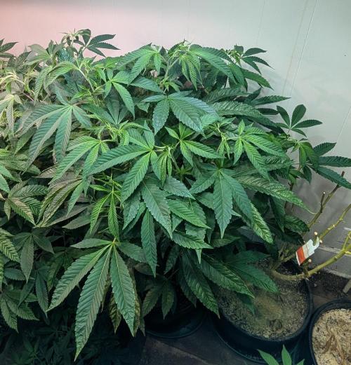 Pure Michigan. Week 20